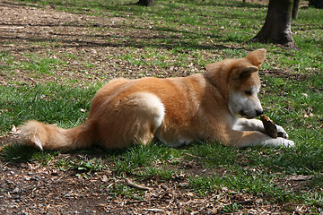 Image showing Akita Inu puppy