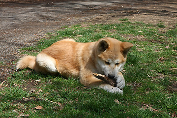 Image showing Akita Inu puppy