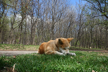 Image showing Akita Inu puppy