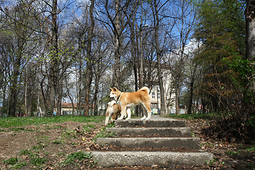 Image showing Akita Inu puppies