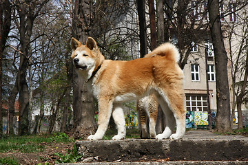 Image showing Akita Inu puppies