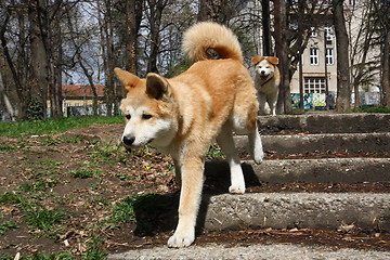 Image showing Akita Inu puppies