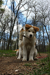 Image showing Dogs in the forest