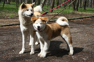 Image showing Dogs in public park