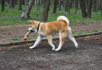 Image showing Akita Inu puppy