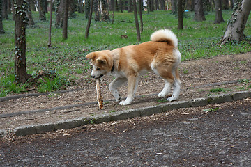 Image showing Akita Inu puppy