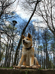 Image showing Dog and toy