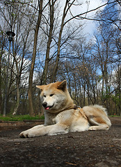 Image showing Akita Inu