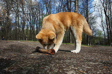 Image showing Akita Inu puppy