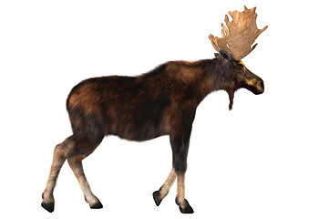 Image showing Male Moose