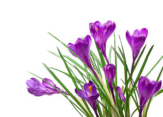 Image showing crocuses