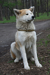 Image showing Akita Inu