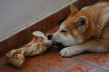 Image showing Akita Inu puppy