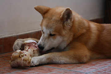 Image showing Akita Inu puppy