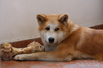 Image showing Akita Inu puppy