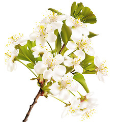 Image showing Blossoming cherry realistic branch. EPS 10