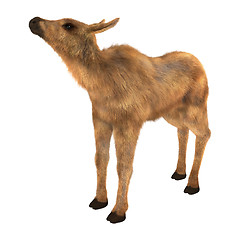 Image showing Moose Calf