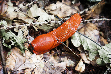 Image showing Red slug Arion rufus