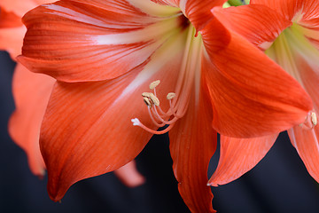 Image showing beautiful pink gladiolus, close up