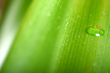 Image showing Water drops on fresh green leaf, isolated on white