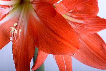 Image showing beautiful red gladiolus, close up