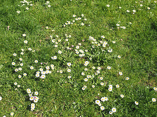 Image showing Daisy flower