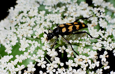 Image showing Longhorn Beetle on Flower.