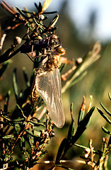 Image showing Dragonfly crawls out of its larval skin.