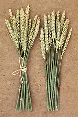 Image showing Ears of Wheat