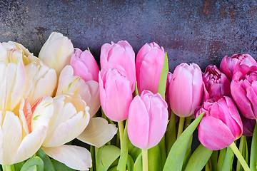 Image showing Fresh tulips on gray background