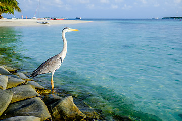 Image showing Grey Heron