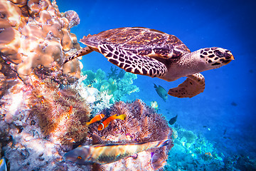 Image showing Hawksbill Turtle - Eretmochelys imbricata