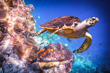 Image showing Hawksbill Turtle - Eretmochelys imbricata