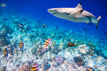 Image showing Tropical Coral Reef.