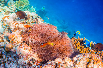 Image showing Anemonefish