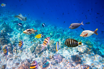 Image showing Tropical Coral Reef.