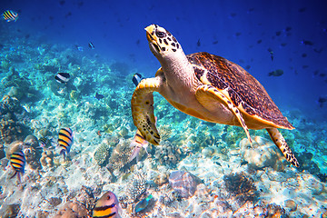 Image showing Hawksbill Turtle - Eretmochelys imbricata