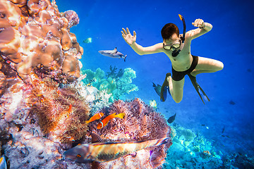 Image showing Snorkeler Maldives Indian Ocean coral reef.