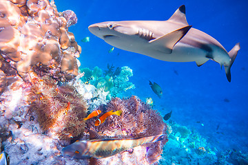 Image showing Tropical Coral Reef.