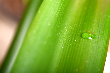 Image showing Water drops on fresh green leaf, isolated on white