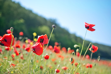 Image showing poppies