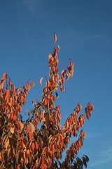 Image showing autumn leaves