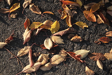 Image showing autumn leaves