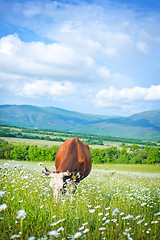 Image showing caws in field