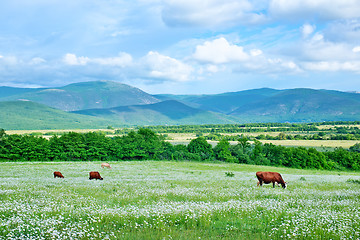 Image showing field