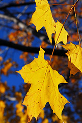 Image showing Yellow maple leaves