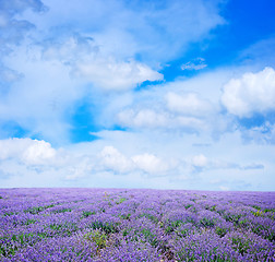 Image showing lavender