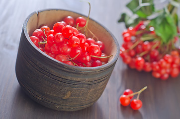 Image showing viburnum