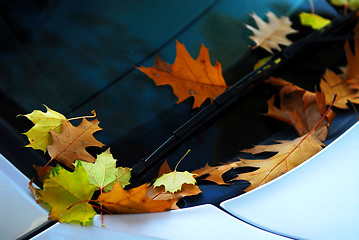 Image showing Fall leaves on a car