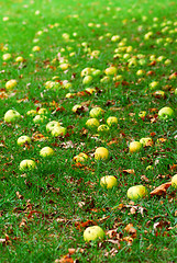 Image showing Fallen apples